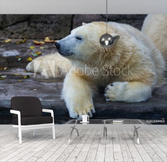 Picture of Polar bear